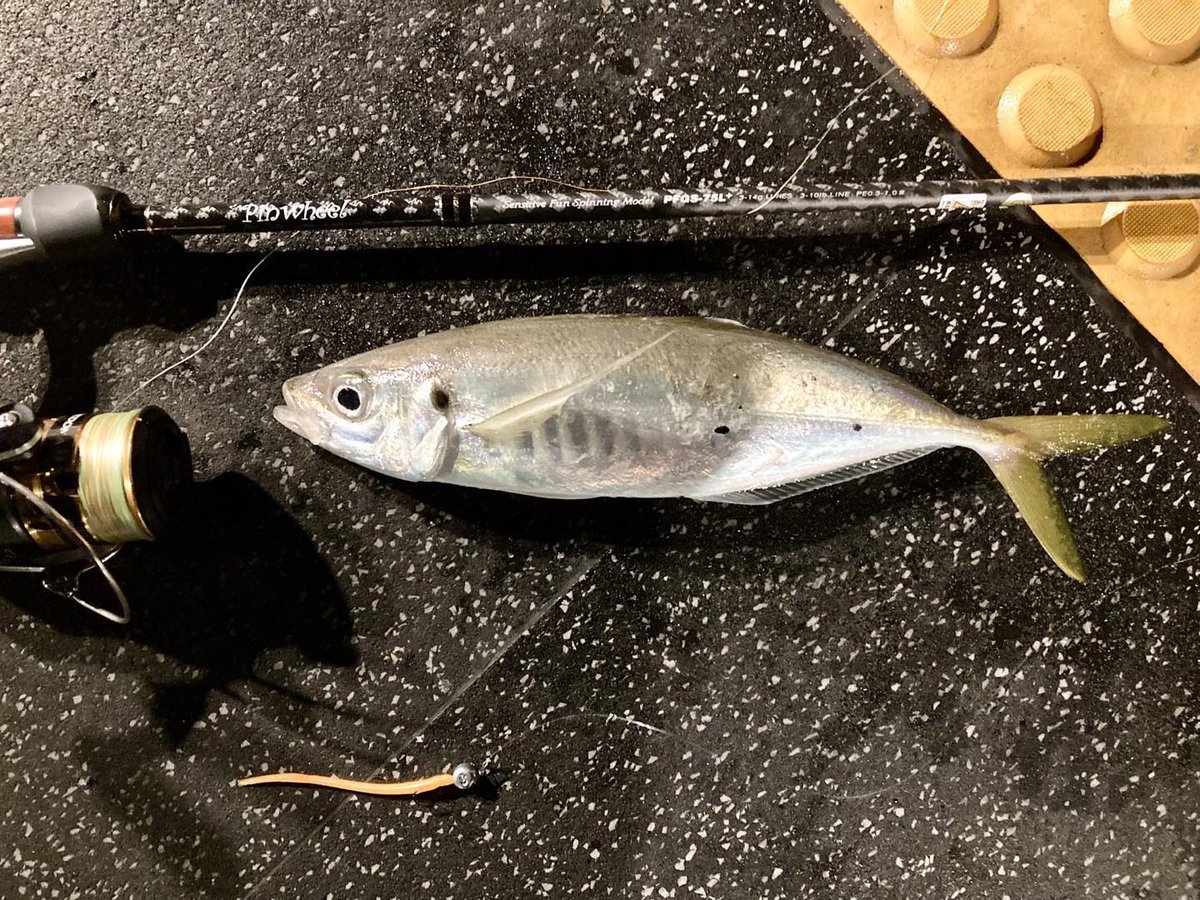 palms_global's tweet photo. Ajing with Pinwheel in Sydney, Australia 🇦🇺
Rod: Pinwheel 75L+
#palmsfishing #ajing #ajinggame #ajingfishing #aji #yakka #horsemackerel #yellowtail #lightgame #lightgamefishing #fishingsydney #fishingaustralia #australiafishing #fishingaus #ausfishing #aussiefishing @palms_japan https://t.co/tvpDi227PY