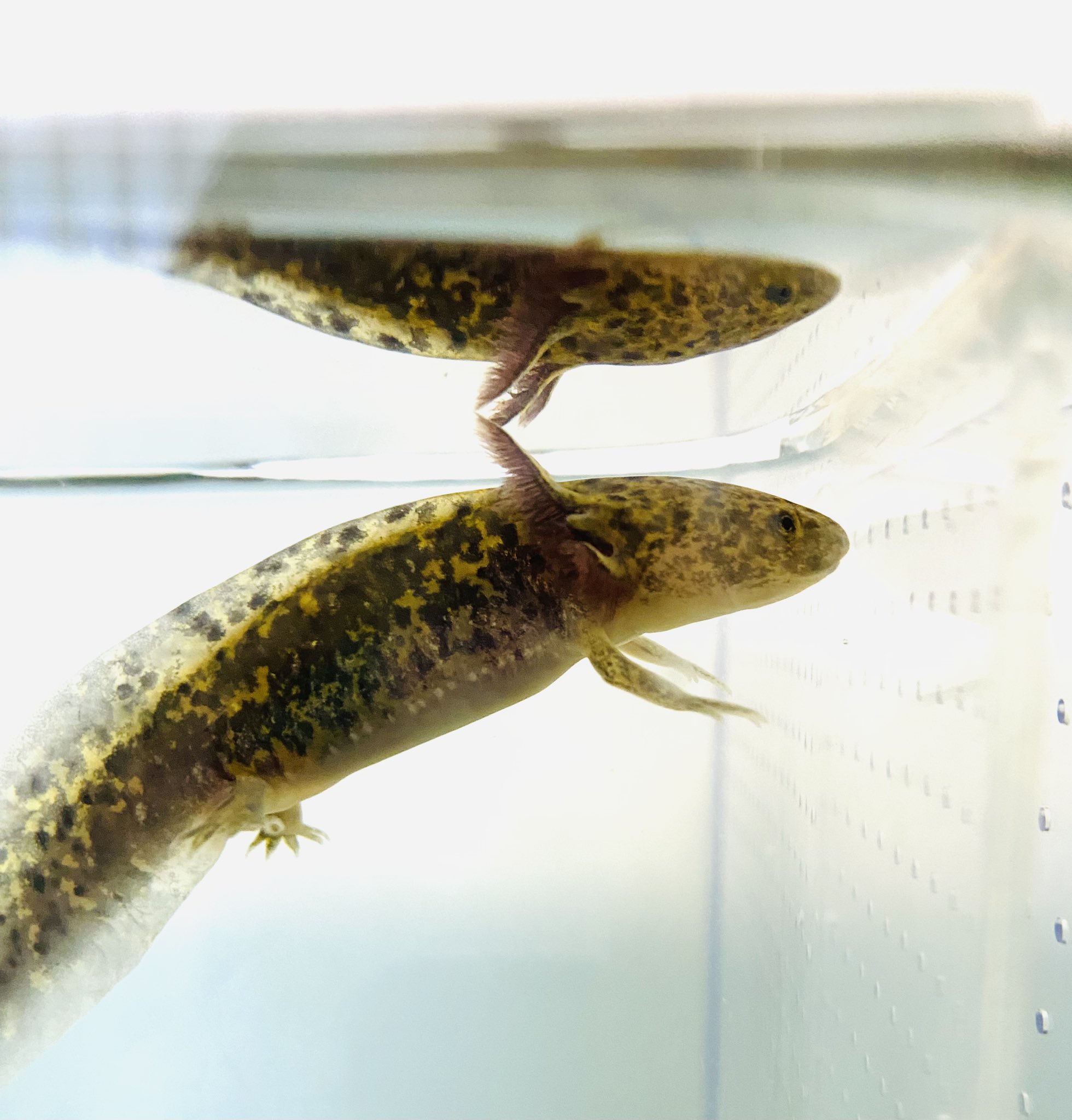 ともちん Tomochinikimono Twitter