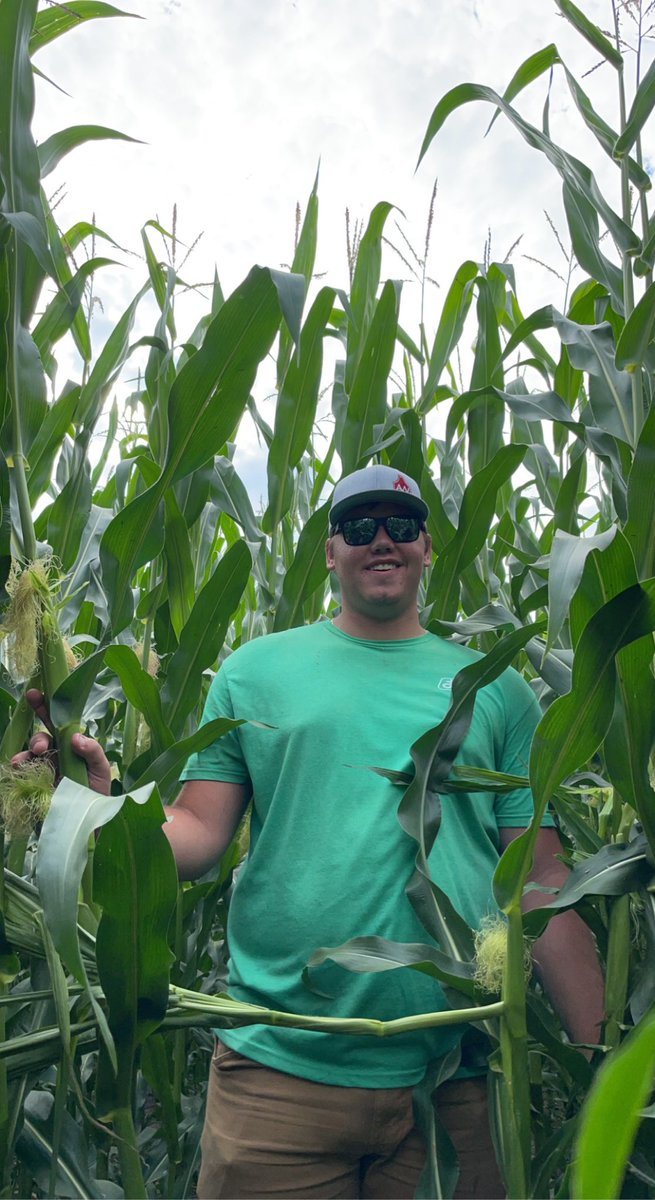 Lee Dahl (@leedahl1) on Twitter photo 7861 showing its height for a customer up north ! Cobs are looking fantastic as well #pioneer#northlandseed <a href="/ozzyaustin47/">Austin Kratochvil</a> 7861 showing its height for a customer up north ! Cobs are looking fantastic as well #pioneer#northlandseed <a href="/ozzyaustin47/">Austin Kratochvil</a>