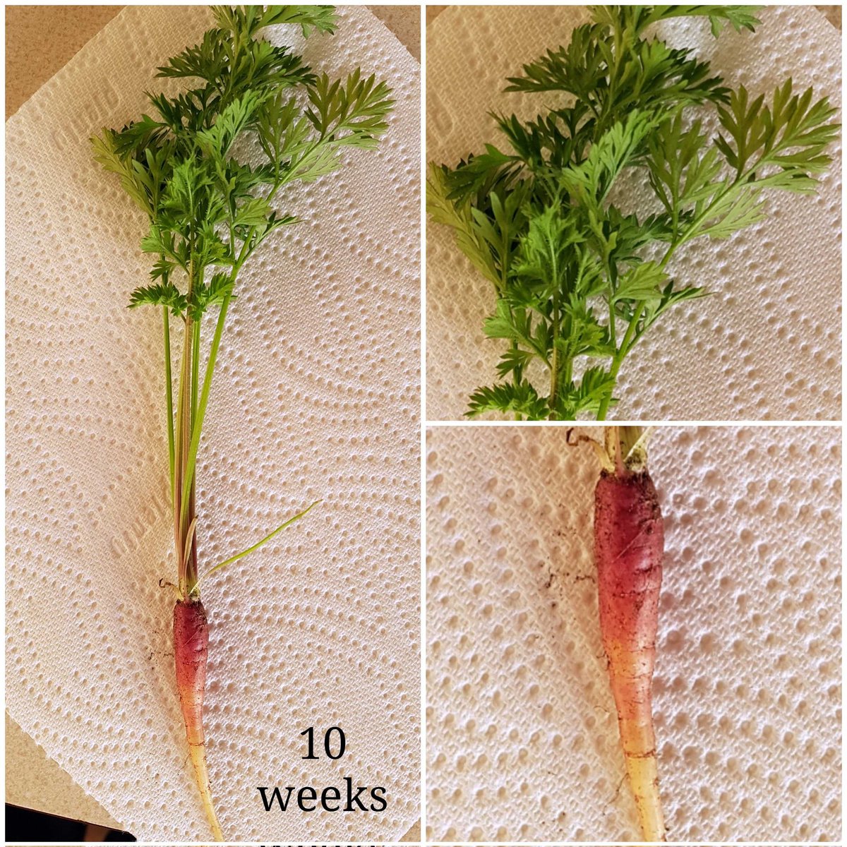 Colourful carrot. 16 week old Purple Sun progress check, with an imperial #TicTac box for scale. Boiling briefly in water produced ~30 mL of very deep purple extract for sciencing. They'll need to be steamed instead for eating. Bonus puny 10 week old specimen. #GardenIndicators
