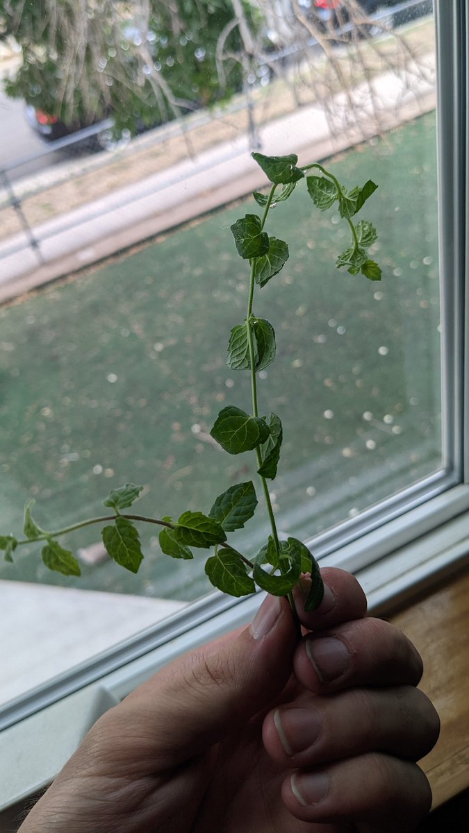 gonefornow226's tweet photo. First harvest from Lil' pep 💚 https://t.co/l4OSUfnxuX