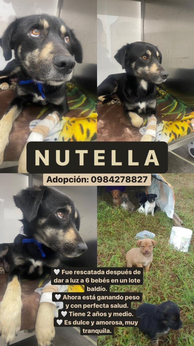 Ella es Nutella, también fue víctima de un mal ser humano y dueño, cómo #MariaFernandaBaquero con Bruno. Fue abandonada preñada en un barrio alejado por Tumbaco. Tuvo a sus 6 bebés en un lote baldío. Sus cachorros ya encontraron casa. Ella todavía busca una familia muy amorosa.