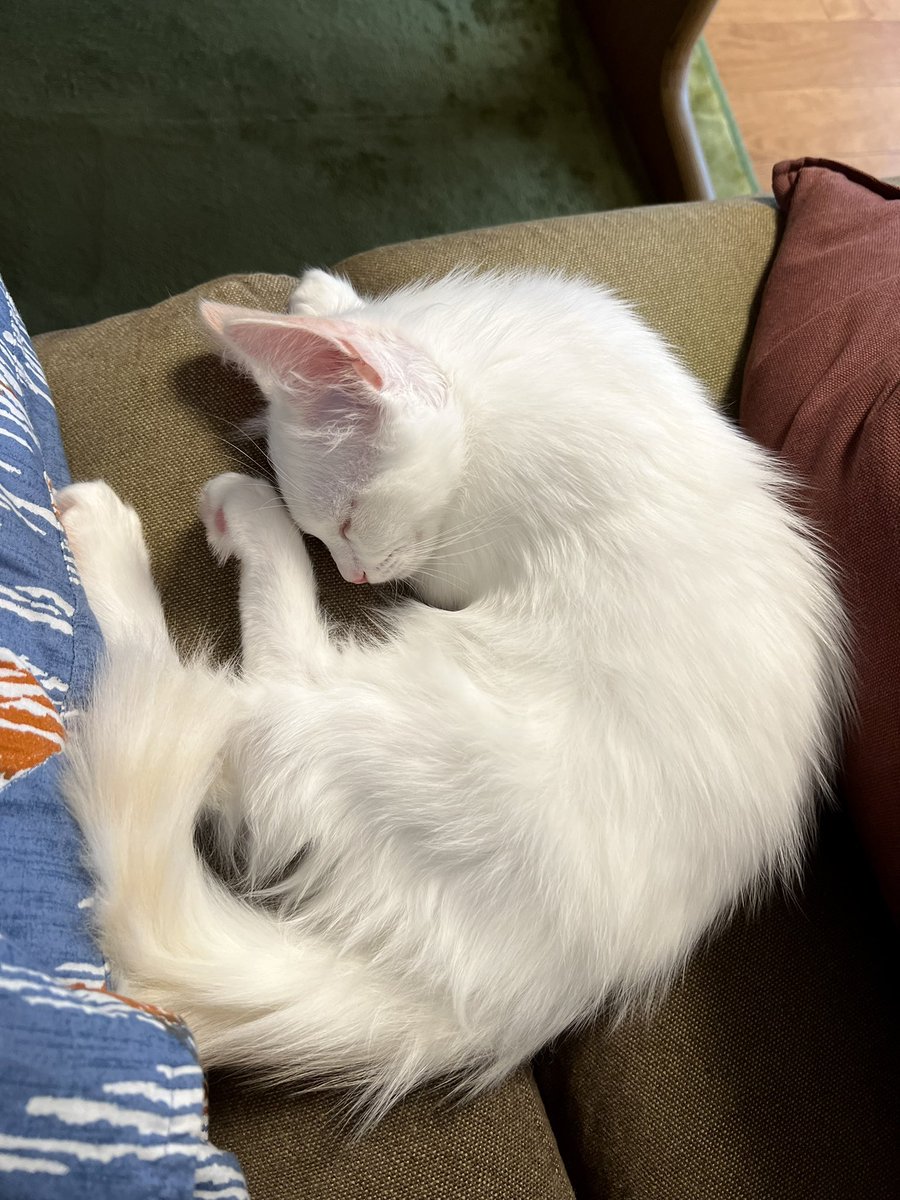 necodialy's tweet photo. 今日も隣で寝てくれてます☺️
嬉しいなー😆
#猫のいる暮らし #猫のいる幸せ #猫好きさんと繋がりたい #子猫 #ラグドール https://t.co/j60wTA85v0