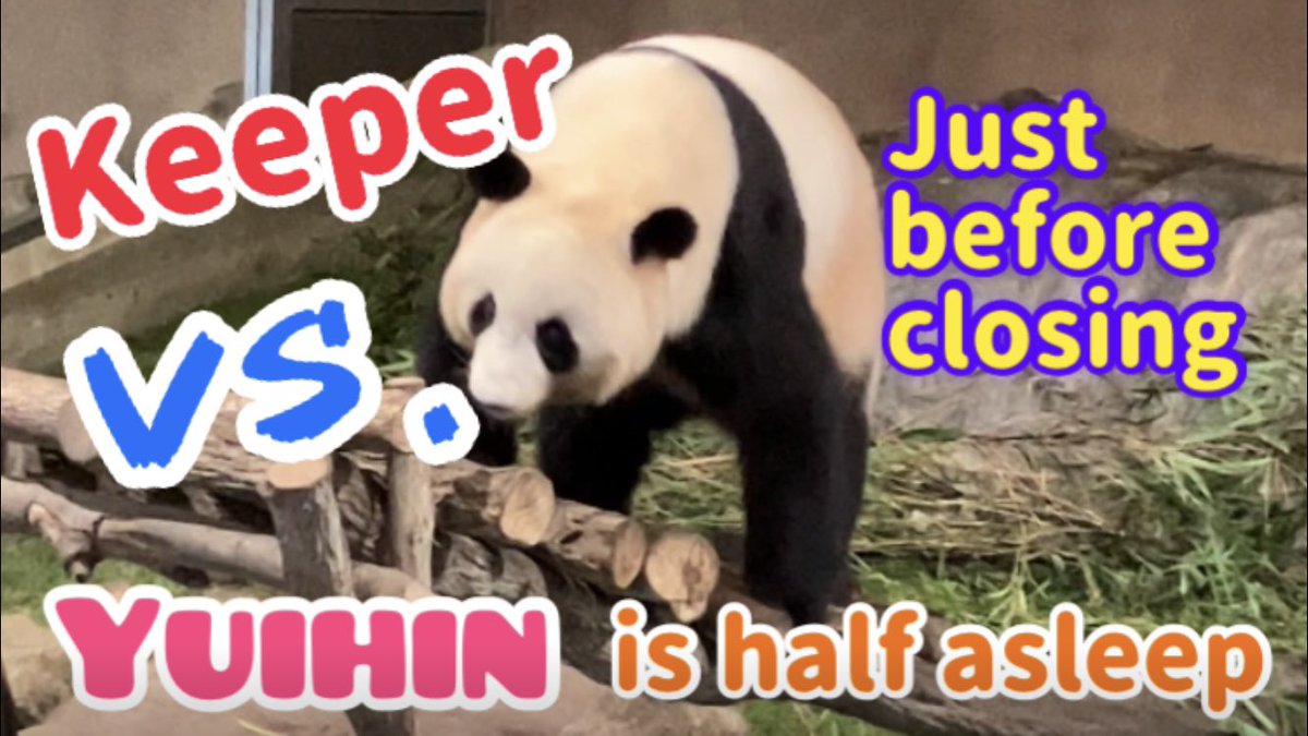 Japanda_world's tweet photo. Watch the video ‼️→https://t.co/7jpvCC7P7d @YouTube Night adventure ‼️Yuihin 🐼Let’s go home‼️But…💦Japanese safari park🐼Adventure world 🌿 https://t.co/Jubyclow75