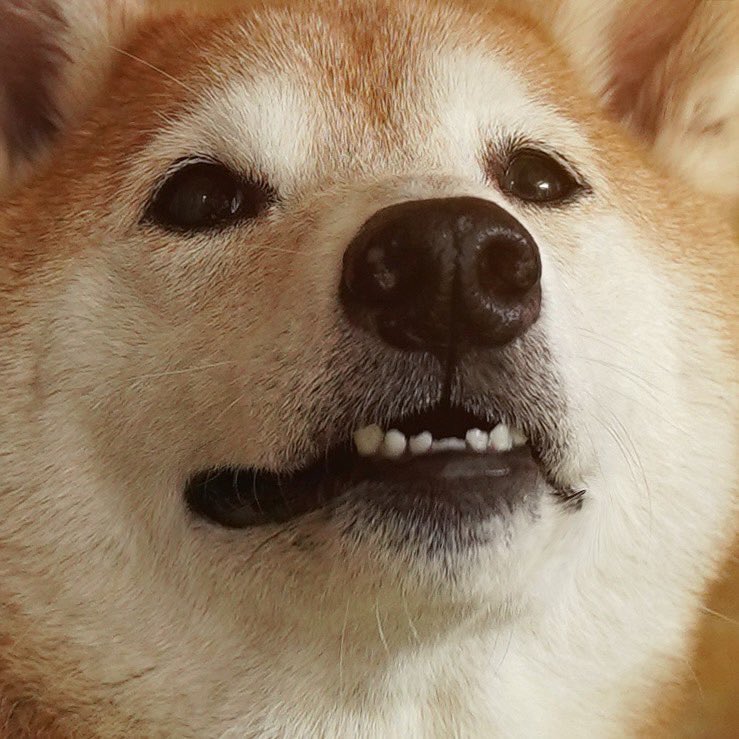 Hi Everyone! Please take a moment to wish Bodhi and his baby teefs Happy Birthday 🎉🎂