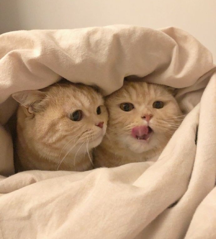 🐈 (@beomkaicats) on Twitter photo 