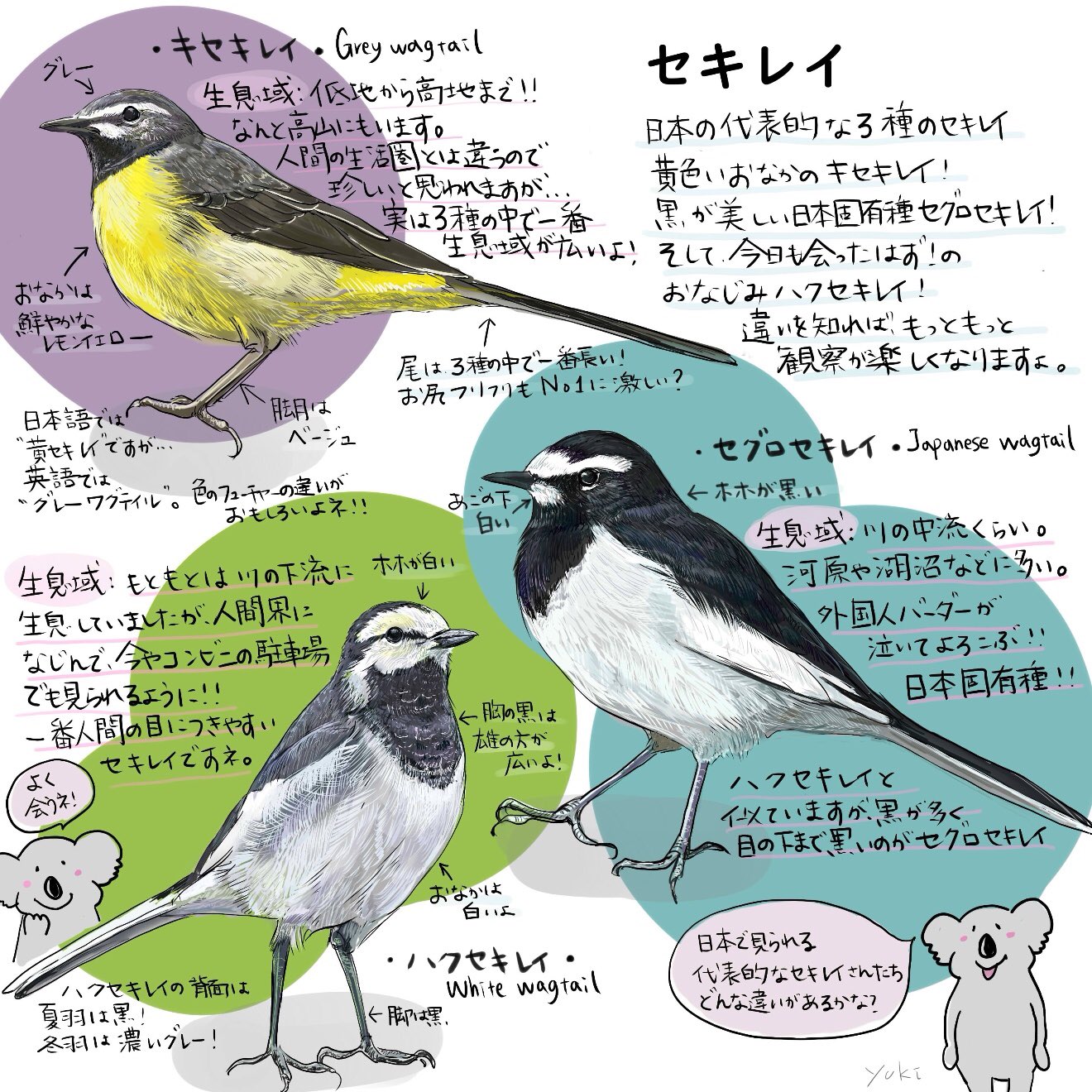 Mililie Birds セキレイ3種比べてみたよ 比較することで より観察が楽しくなるよね キセキレイ セグロ セキレイ ハクセキレイの比較 についての記事はこちら T Co Nbd3aenttx ミリリーコアラ バードウォッチング 野鳥観察 T Co