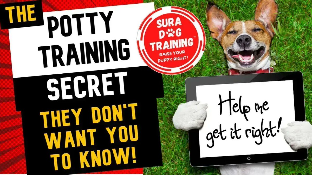 🐾 🐾 NEW #VIDEO: THE POTTY TRAINING SECRET THEY DON'T WANT YOU TO KNOW! 🔥 buff.ly/3vw7wZ5 🔥 Be sure to LIKE & SUBSCRIBE!
#dogs #puppies #dogsoftwitter #DogsofTwittter #dogtraining #singlemom #Dogmom #singleandhappy #cuteanimals #pottytraining #housetraining