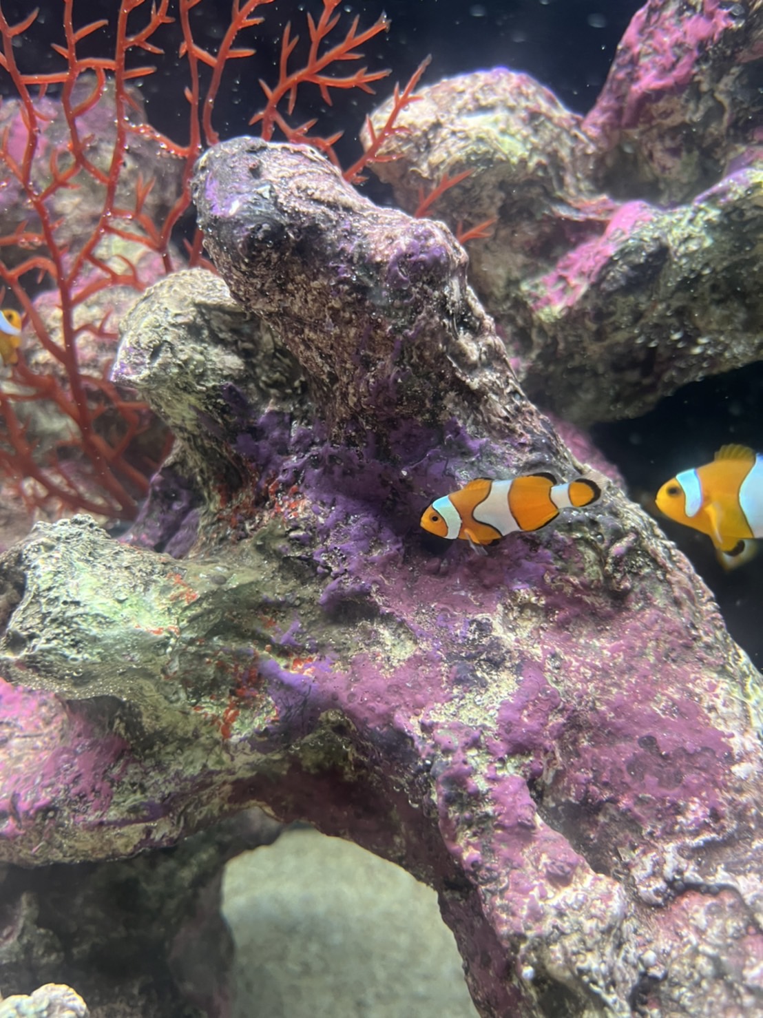 餌屋黒澤 金魚墨色揚専用餌 漆黒 2mm3kg浮上性黒らんちゅう江戸錦蝶尾東錦出目金ブリストル Www Viti Cat