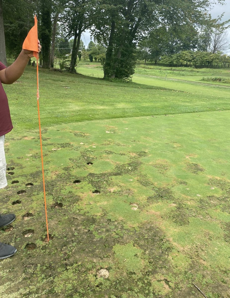 Miggy finally found the spray painted #dot I placed for tomorrow’s front left hole location on #9. @TuesdayNWL