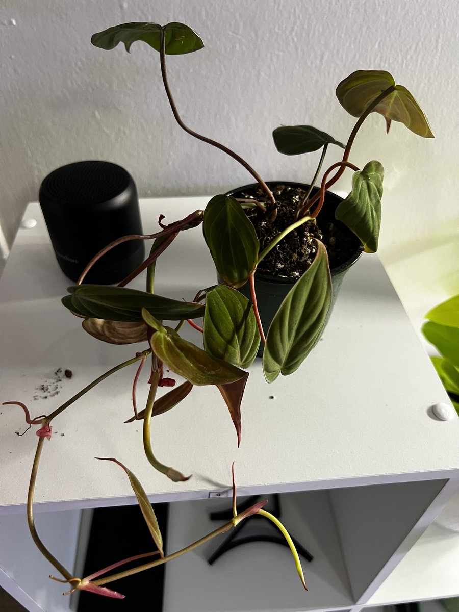 AlexzorOrlando's tweet photo. Excuse me while I go cry at how excited I am for these beauties 😍 #HeyRooted @heyrooted #micans #princeoforange #philodendron #houseplants #houseplanthour #planttwitter #plantlife https://t.co/jR8hOfDriI
