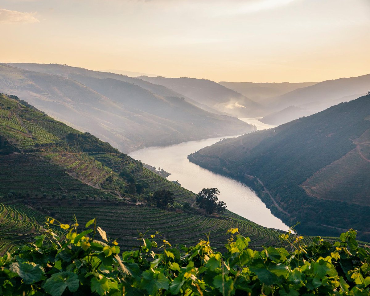 Portugal: New Vintages, New Releases, Scenic Areas and More. Portuguese wines continue to show they can excel on the world stage.

📖Mark Squires' full review and 850+ tasting notes here: lnkd.in/gHWAStt7

📷 Mark Squires &amp; Van Zellersa &amp; Co