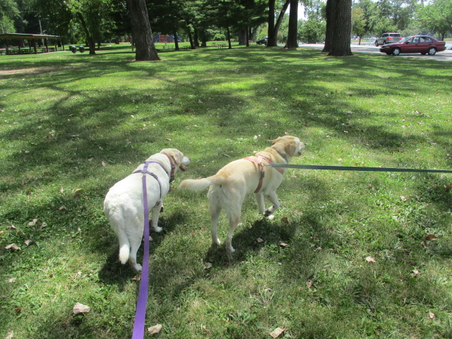 CJAndDJ2's tweet photo. A nice Walk.. Poor Mom.. she limped and swore most the afternoon ~~CJ & DJ
#badAnkle @1gingerbeauty @cody_labrador @MimiPilat @CHOCLABLOVER @trangpang @Peacegirlgreen @BreatheB4USpeak @PatsyMicheleFo1 @GutschePatt @TracyLHamilton1 https://t.co/7nLFHThHCA