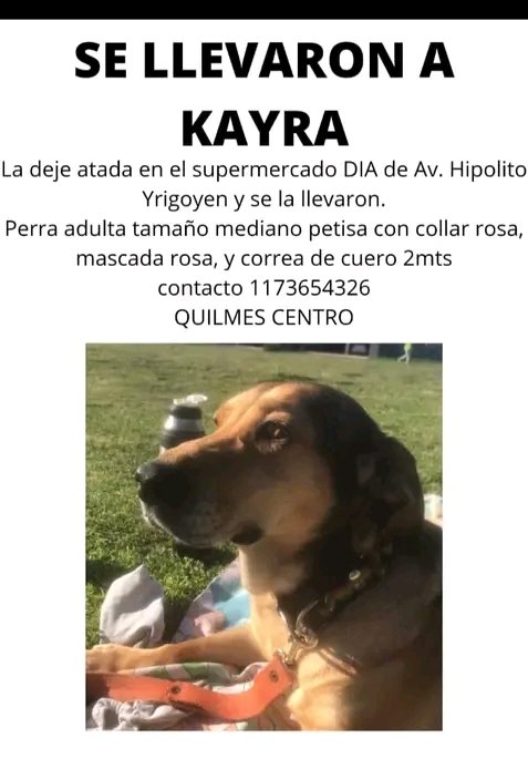 jimenadequilmes's tweet photo. MÁXIMA DIFUSIÓN!!! 📢💞KAYRA DEBE REGRESAR CON SU FAMILIA LO ANTES POSIBLE!!!🙏😢💓 Desde ya, muchas gracias!!! 🐶🤗❤️ #Quilmes #PerraRobada #GenteRota #NoAlMaltratoAnimal https://t.co/61RQDWPtxW