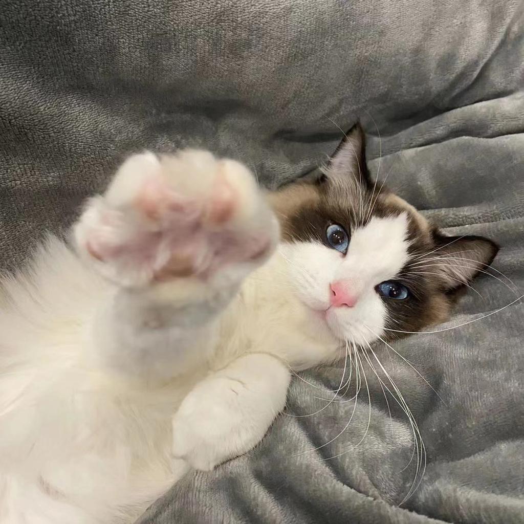 Pink claws🥰🥰

#cat #comfort #fawns #beautyshoot #meows #animalphotography #lovecats #claws #nose #felidae #smalltomediumsizedcats #iris #whiskers #fawn #cats_of_world #comfortzone #carnivorediet #catography #flowerlovers #cutestcatever #prettycat #catsplaying #igcats