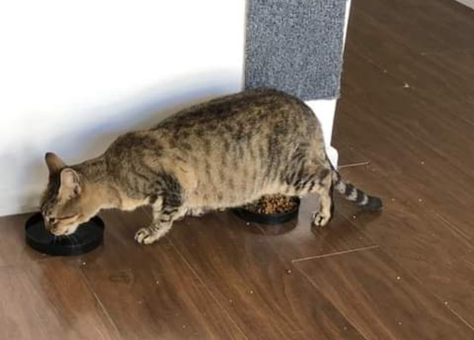 Fundación De Gatitos tweet media