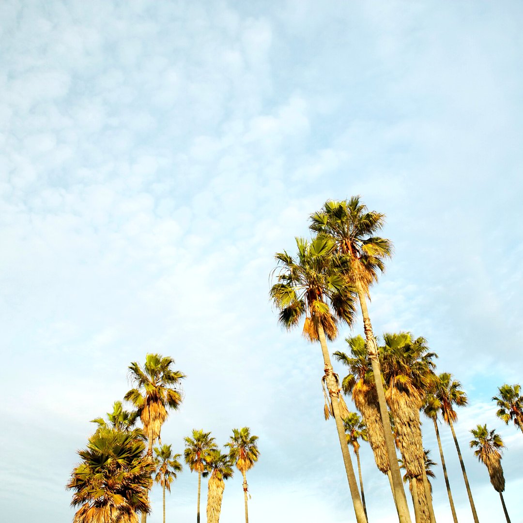 ⭐ Join the August EcoQuest: Palms on Parade! ⭐
⁣
🌴 Currently, there are nine verifiable species of palm tree in metro Phoenix on iNaturalist, can you find more?

Join the EcoQuest: inaturalist.org/projects/palms…