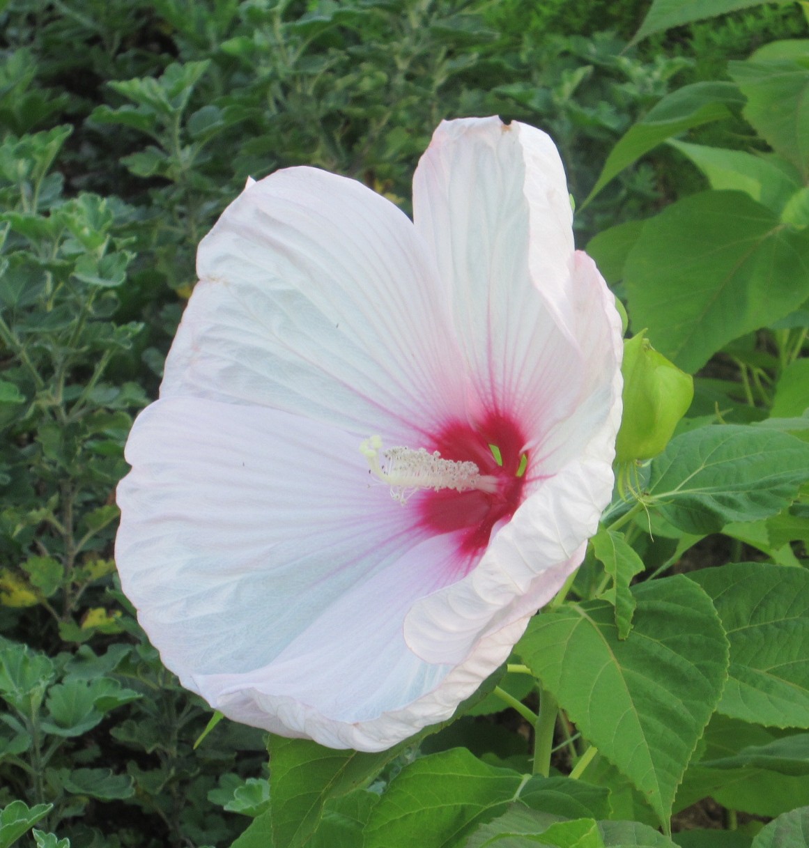 تويتر Yumeさん على تويتر おはようございます 花の名前 アメリカ芙蓉 大人の顔ぐらいな大きな芙蓉の花です T Co Kuxys4pq8q تويتر Yumeさん على تويتر おはようございます 花の名前 アメリカ芙蓉 大人の顔ぐらいな大きな芙蓉の花です T Co Kuxys4pq8q