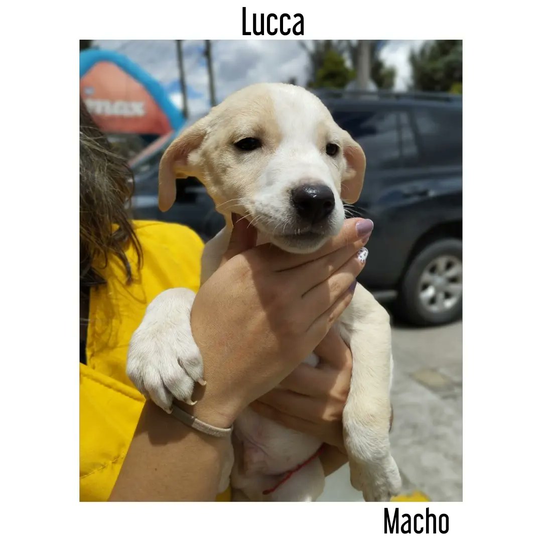 FundacionLucila's tweet photo. Lucca, Roma y Nápoles son los 3 hijos de Italia que siguen esperando por su familia ideal ♥️.

Tienen 2 meses y medio, serán tamaño grande y se entregan desparasitados y con las dos primeras vacunas. 

Si no puedes adoptar, ayúdanos a difundir 🙌🏼. https://t.co/6vHVeTKxBs