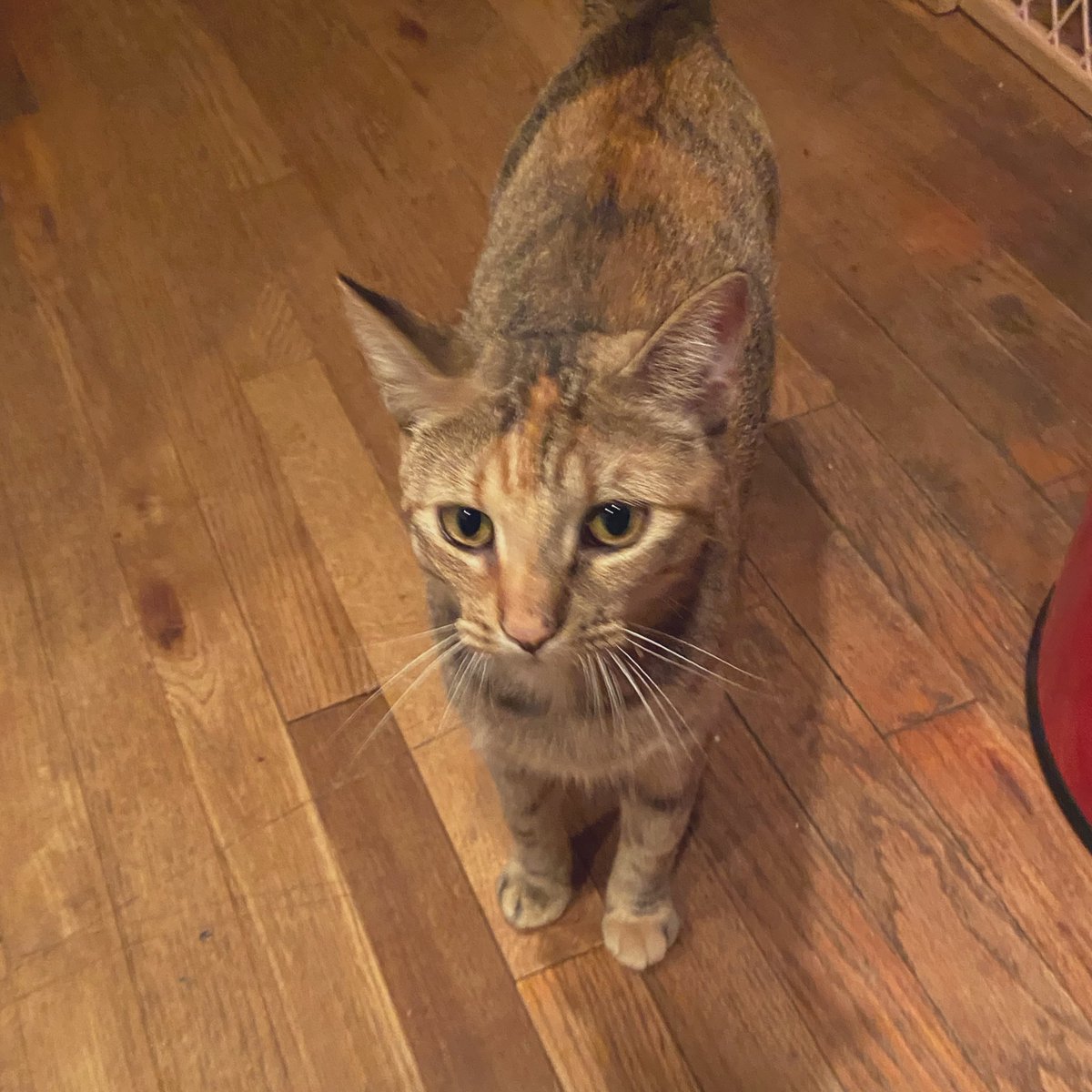 Foster_Fluff's tweet photo. #AdaMae is doing so well, and wanted to say HI Y’ALL! #BestKittyMomEver #Adopted #CatsOfTwitter https://t.co/BWsV9EjKmd