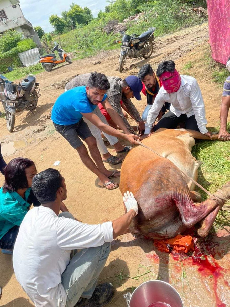 KiPehal's tweet photo. टौंक मे खुले आम गौ माता को काटाजा रहा है और प्रशासन खामोश है @TonkPolice_ हम गौ सेवको के लिए टौंक दूर नही जल्द से जल्द कार्यवाही ना हुई तो टौंक  की भुमी पे सिर्फ गौ सेवक दिखाई देंगे जल्द से जल्द कार्यवाही करे काटने वाले का नाम चांदमल सांखला पुत्र खाना सांखला गांव बखिया पुरा https://t.co/AscCB3Q6SX