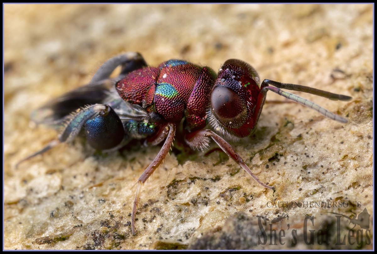 gotlegsmacro's tweet photo. Alright STOP SCROLLING hold up WOW look at this wasp

This is a parasitic wasp. If you’re one of those people who thinks parasitic wasps are the worst, then can I at least convince you that they’re the best dressed? https://t.co/8Ba4nTUCRf