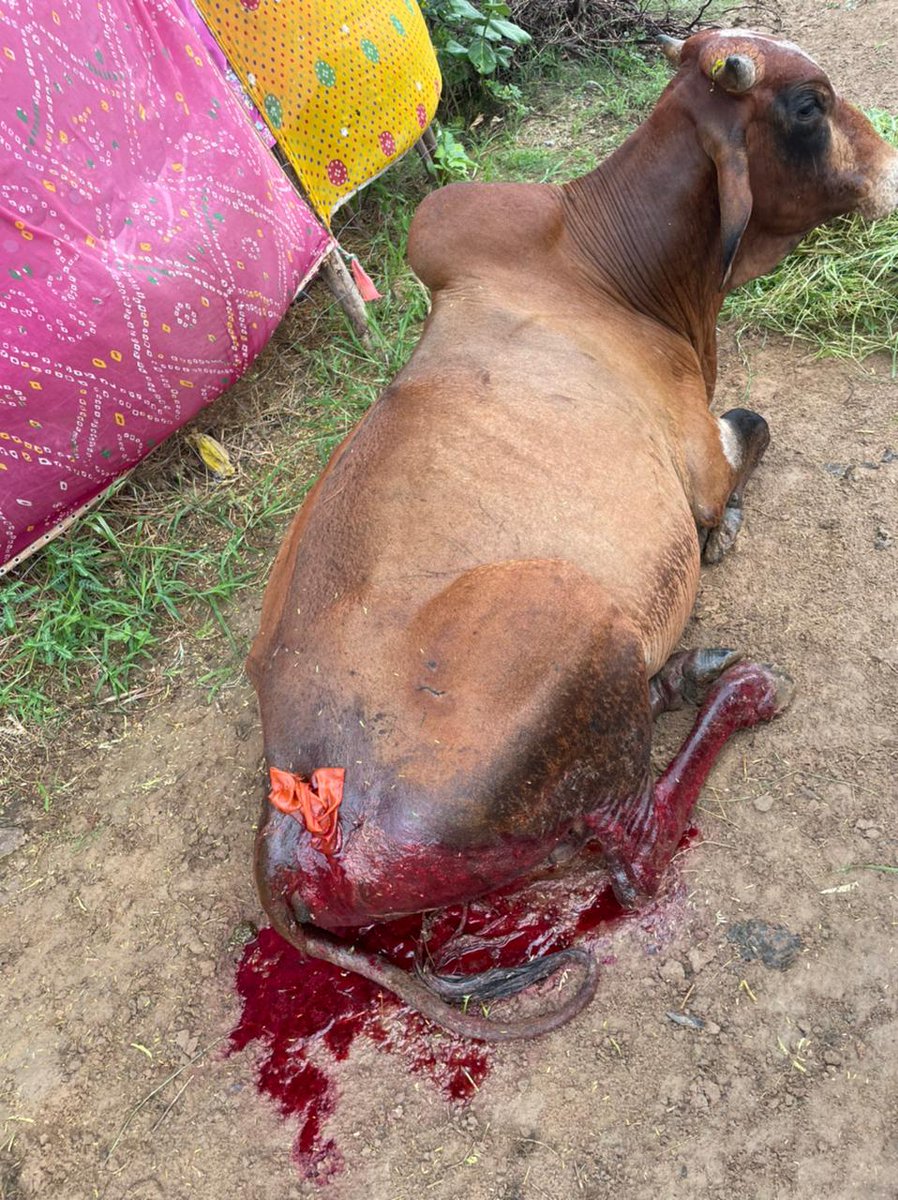 KiPehal's tweet photo. टौंक मे खुले आम गौ माता को काटाजा रहा है और प्रशासन खामोश है @TonkPolice_ हम गौ सेवको के लिए टौंक दूर नही जल्द से जल्द कार्यवाही ना हुई तो टौंक  की भुमी पे सिर्फ गौ सेवक दिखाई देंगे जल्द से जल्द कार्यवाही करे काटने वाले का नाम चांदमल सांखला पुत्र खाना सांखला गांव बखिया पुरा https://t.co/AscCB3Q6SX