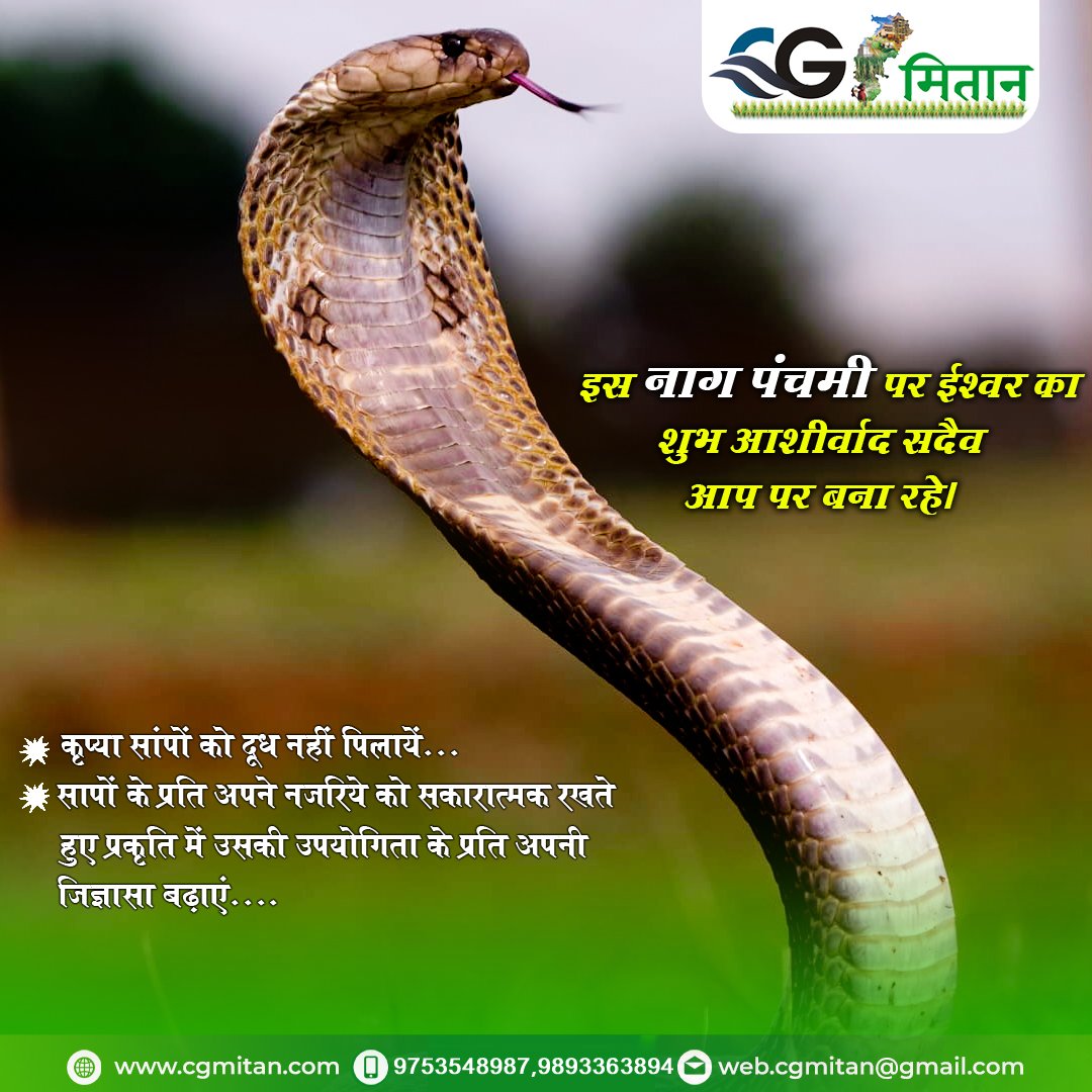 CgMitan's tweet photo. नाग पंचमी की आप सभी को हार्दिक शुभकामनाएं... #patan #hamarpatan #cmbhupeshbaghel #cg #cglover #morgaon #hamarchhattisgarh @bhupeshbaghelinc #hamarpatan #cmochhattisgarh #shivtemple #patan #nature #beautyful #gocg #wowcg #naturelovers #snake #wildlifephotography #wildlife https://t.co/XYdRqTJRx5