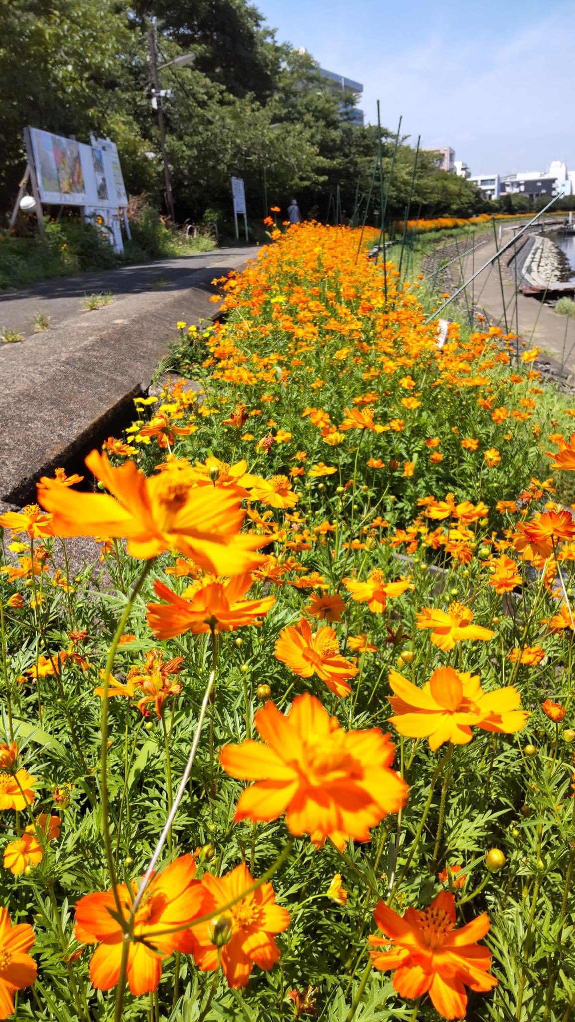 しながわ花海道 47hanakaido Twitter