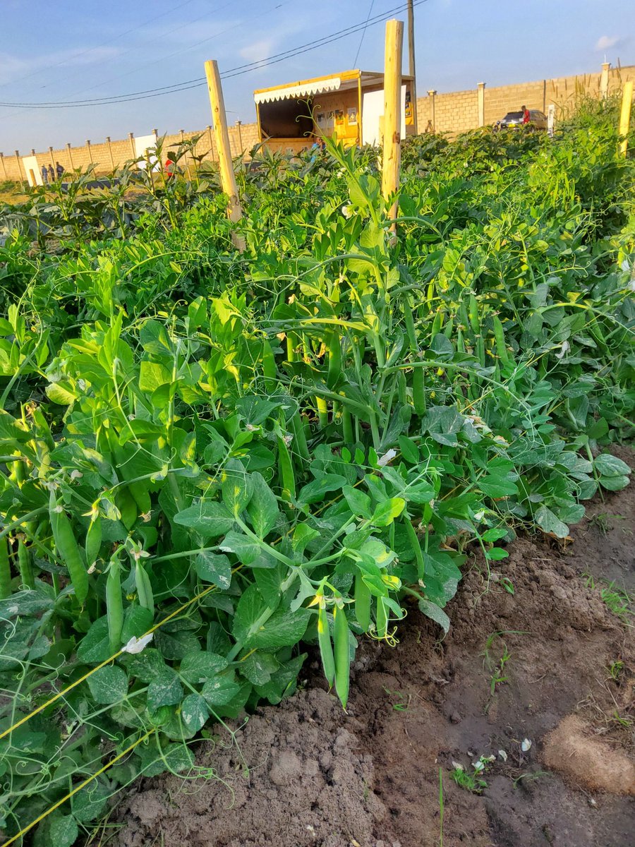M_Sungwa's tweet photo. Mnakuja NaneNane kuona kazi ya mikono yangu au ning'oe nikajipikilishe? https://t.co/1ELIm8MBbS