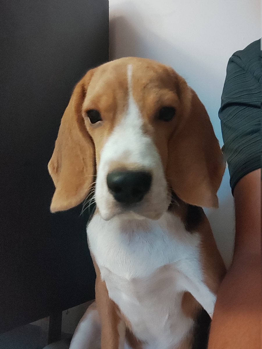 AllenNikhit's tweet photo. yes my dog judges u https://t.co/I0WUQVbnyi