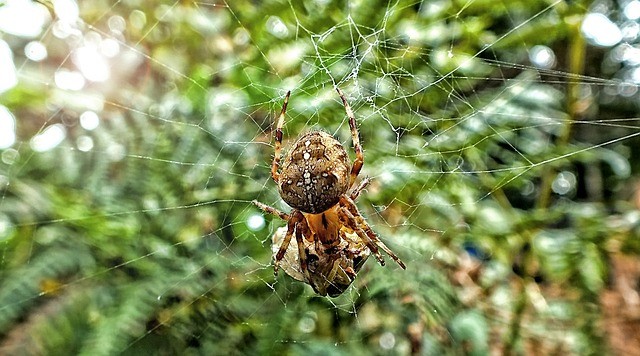 Naxium4's tweet photo. Photo By STVIOD | Pixabay - via @Crowdfire  
 #spider #insect #bug #nature #naturephotography #naturelovers #naturelover #natureza https://t.co/oU35DozHx9