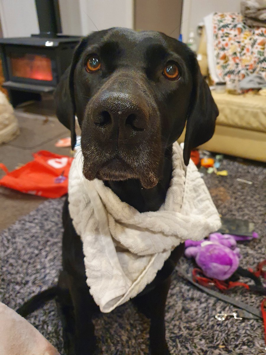 Indi is my guardian angel in dog form, even when she has birdseed stuck up her nose and is drooling so much I need to tie a towel around her neck
