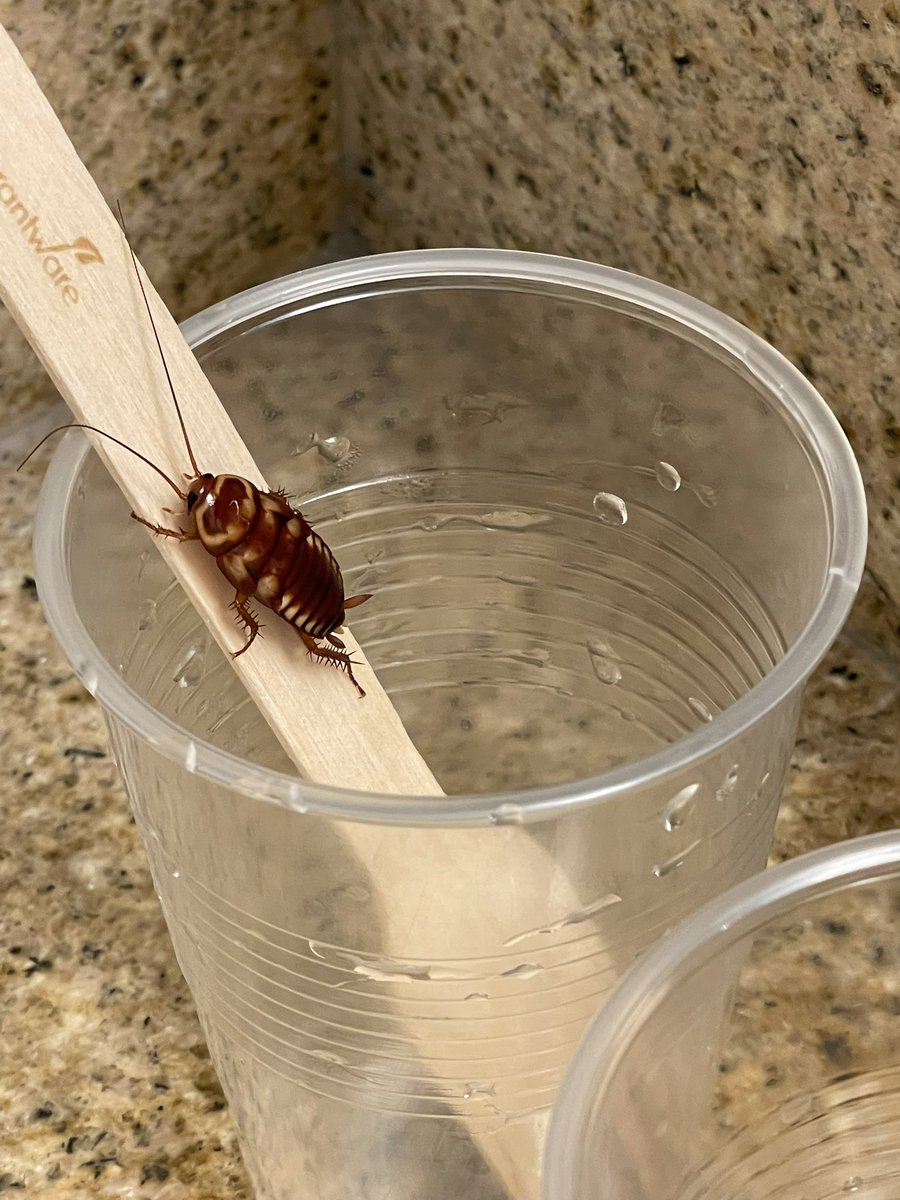 whaledocsteph's tweet photo. My new friend that I found in the bathroom of my @Marriott room. I get it, it’s Florida, but seriously?!
#ihatecockroaches https://t.co/ebpEA8ncOY