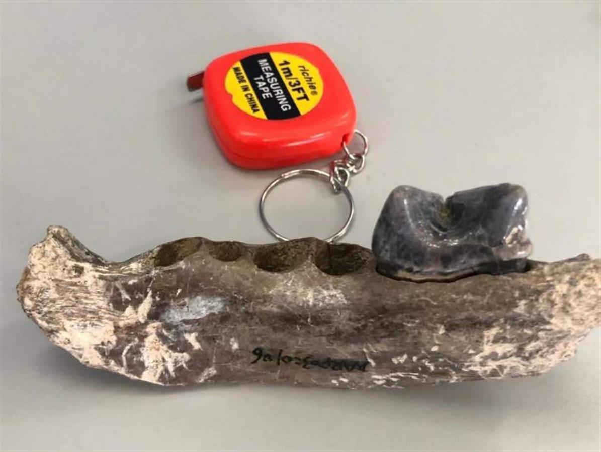 CDscitech's tweet image. China University of #Geosciences in #Wuhan, #Hubei province, announced that researchers had recently discovered #fossils of an extinct #tiger branch species with a history of more than 43,500 years. chinadaily.com.cn/a/202208/01/WS…