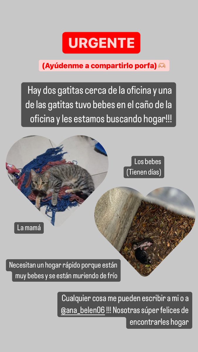 Porfa RT para encontrarles casa 🥹🫶🏼