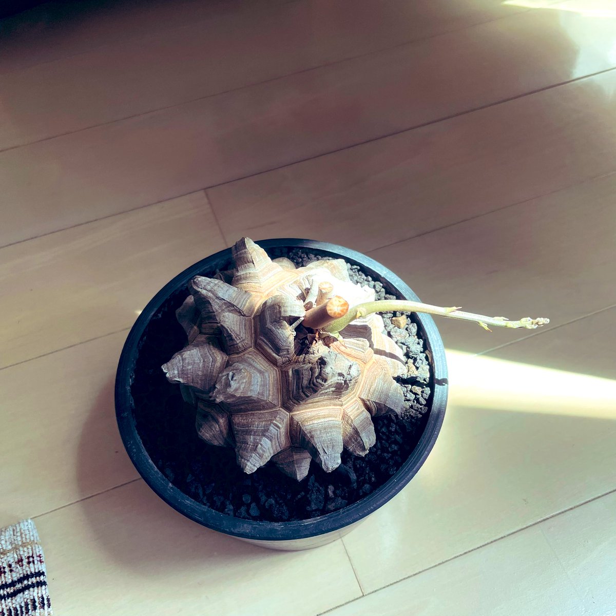 yum1984's tweet photo. 芽が https://t.co/wtVXl9BFc9