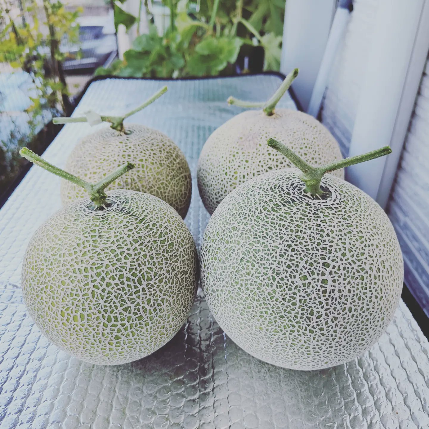 تويتر ラクダぱぱ على تويتر 家庭で メロン栽培 今朝はパンナtf4玉収穫となりました 受粉 から60日 袋栽培 2玉とプランター栽培2玉 よくぞここまで枯れず頑張ってくれました 家庭菜園 メロン栽培 タキイ種苗 パンナtf T Co Bw90fpyes4