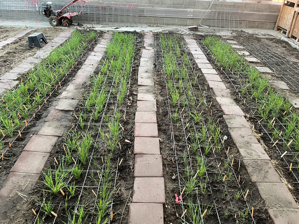 Weather 🔥☀️ not cooperating in 2022, glad @anshulr74312037 increasing her seed in greenhouse.