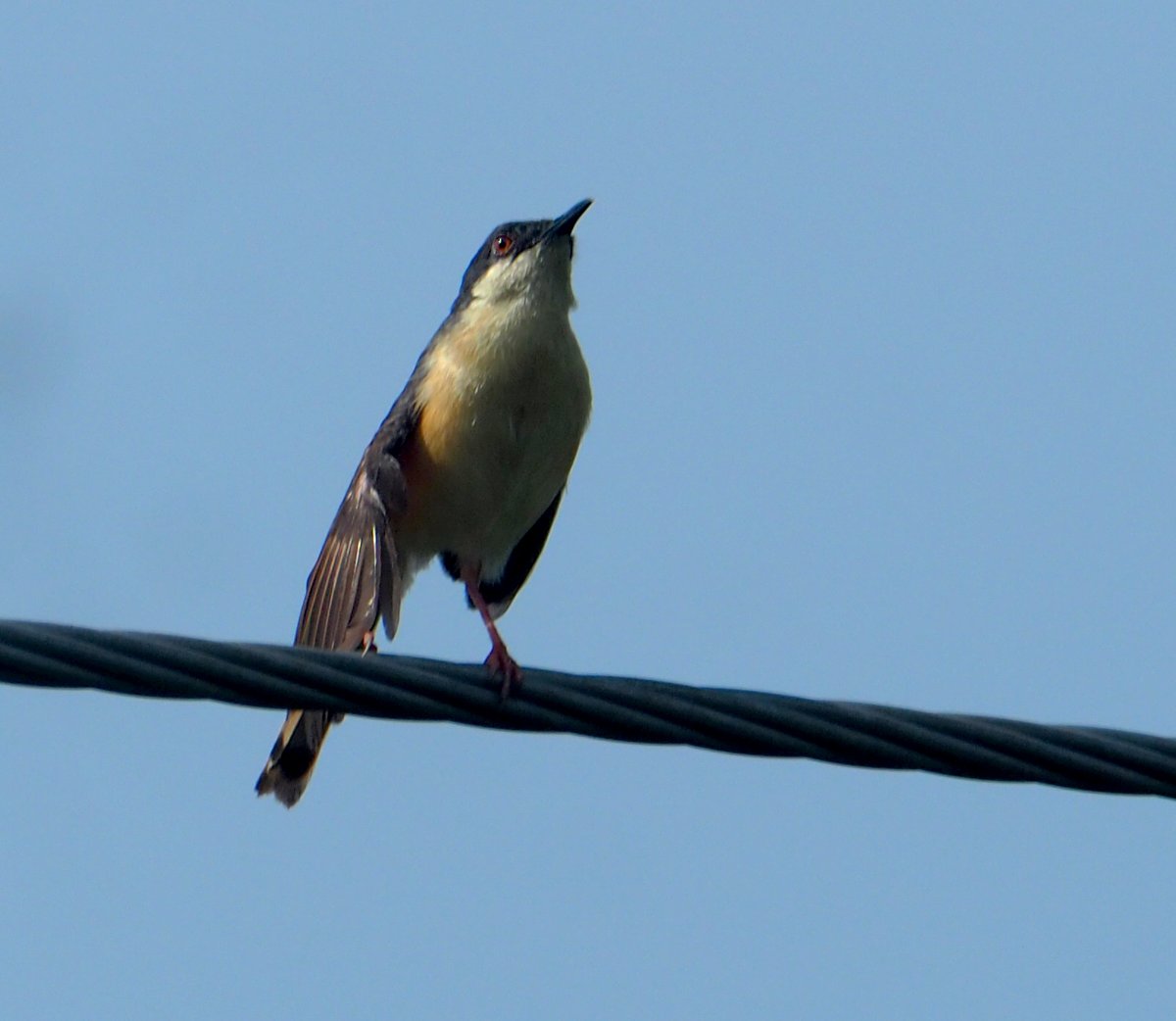 #ashyprinia