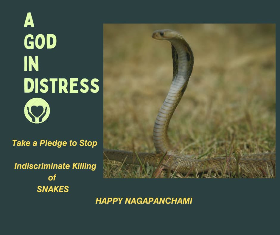 alokrasal's tweet photo. Happy Nagpanchami 🙏🏻#NagPanchami #protectsnakes https://t.co/C6I0YtvIdc