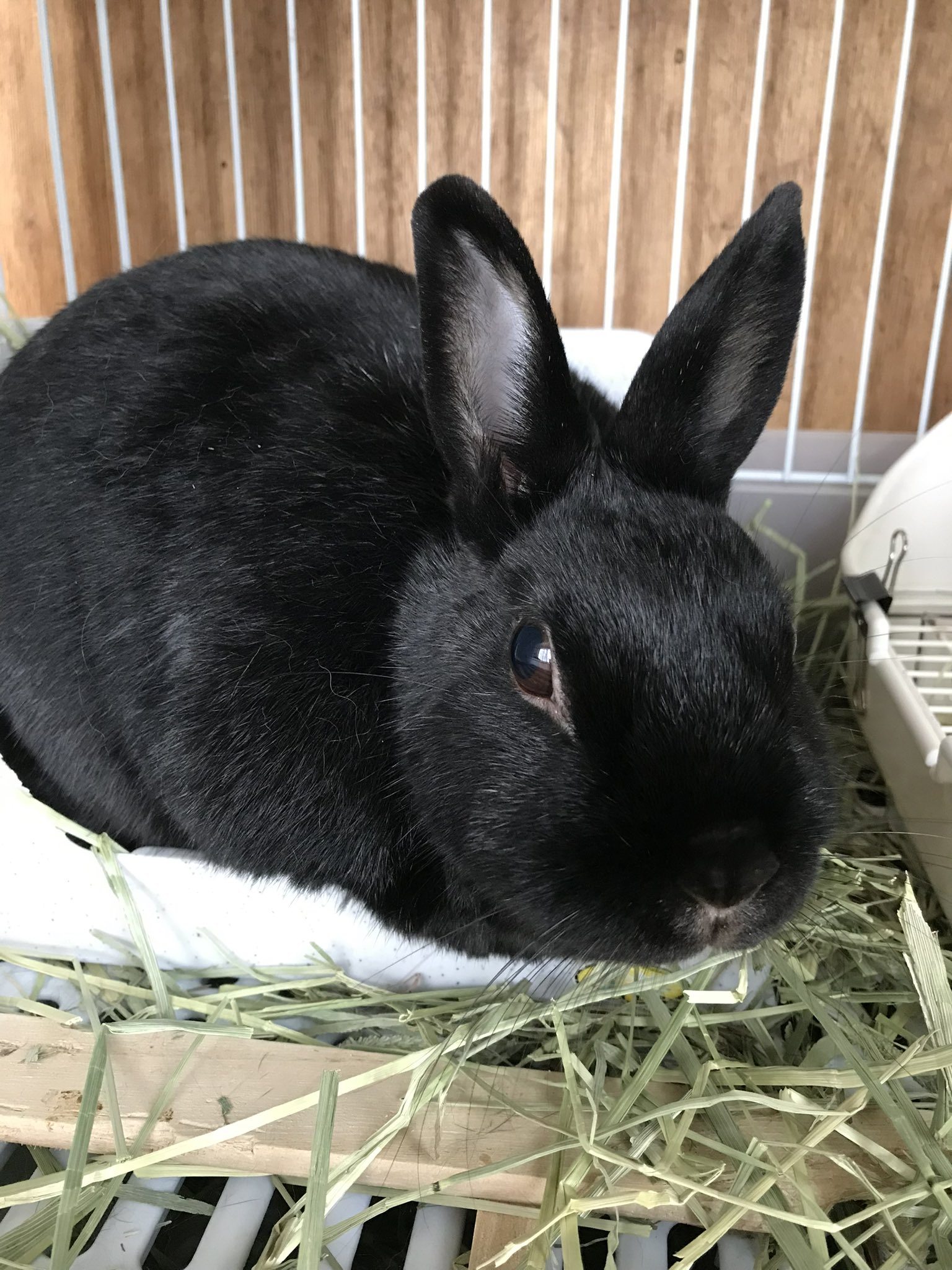 ちょこ うさぎを飼うということ その うさぎが過ごす部屋の適温は18 24 湿度は40 60 出来れば25 以下が理想 28 を超えると体温調節が難しくなり 30 度を超えると熱中症の危険あり このことからも そもそも学校の外小屋でのうさぎ飼育が無謀