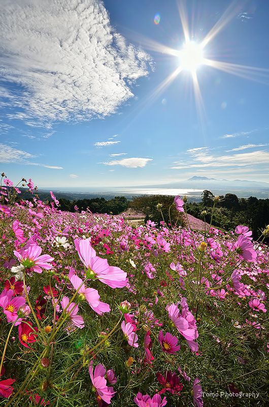 Aleksandar Mitrovic tweet media