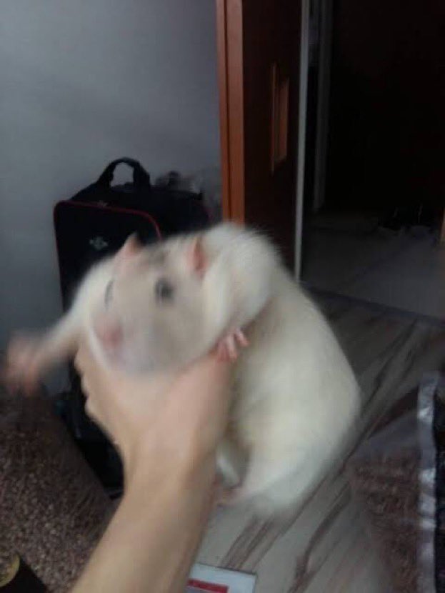 BODYROLLZZ's tweet photo. although carol may be small and adorable, in demon form she won’t hesitate to do this to you . https://t.co/OsqZyBpPj5