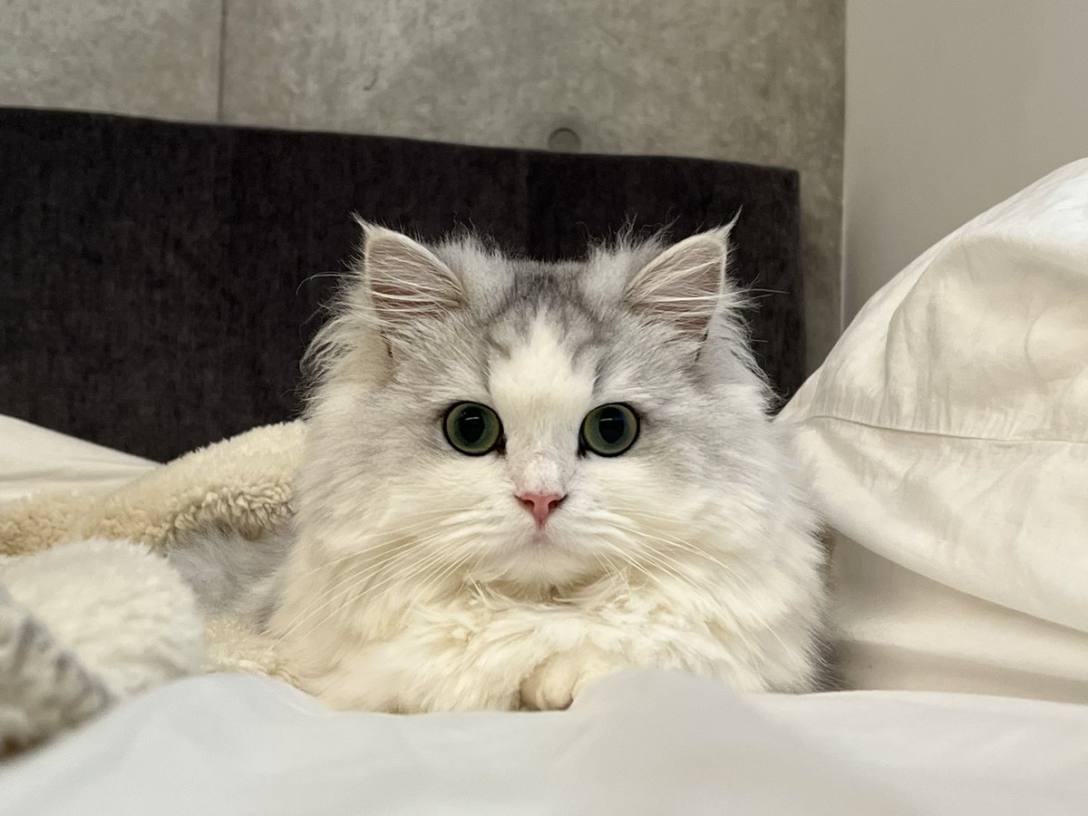 FUKADA_CAT tweet picture