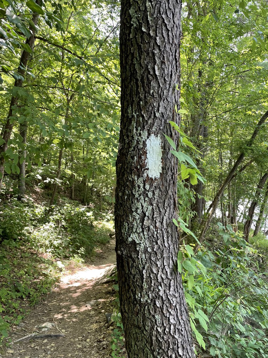 KimberlyDechant's tweet photo. This is what summer work life balance looks like. Don’t forget to take care of yourself and enjoy the view. #lakejames #appalachiantrail #BrysonCity #maxpatch https://t.co/HPyVHhbGit