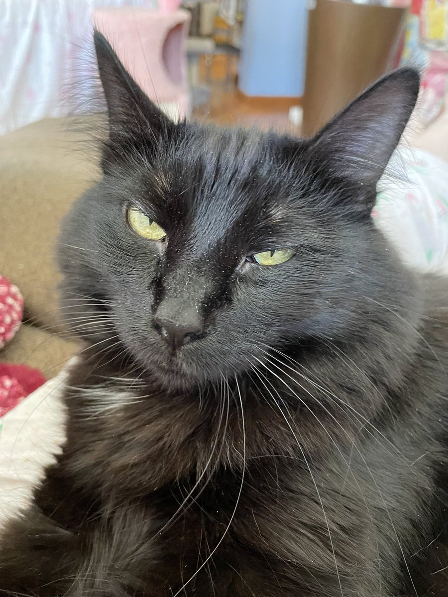 scollan_ruth's tweet photo. I just headed out to water the petunias when I realized escape artist Poppy was right behind me. I shut the door quickly & I hissed โGet back!โ I had to hiss bcz I was shutting the door and itโs after 9PM. I didnโt want to yell. That darn cat. #CatsOfTwitter #cats #IndoorONLY https://t.co/uRWDsh3kJE