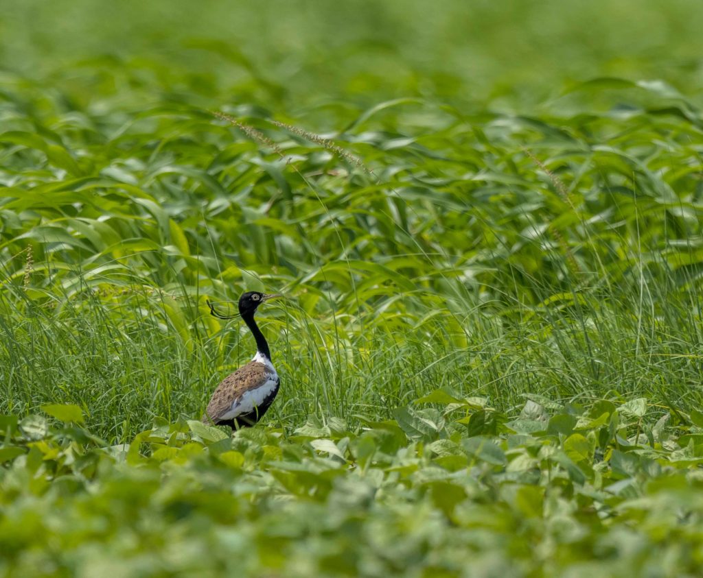 NatureIn_Focus's tweet photo. #NiFHiveFeature
Yash Darji
Ajmer, #Rajasthan

The critically #endangered Lesser #Florican is the smallest bird in the #bustard family. #Grasslands with tall grass provide the ideal habitat for the bird.

#birdphotography #birds #birdwatching #birding https://t.co/lB4uXFFgQK