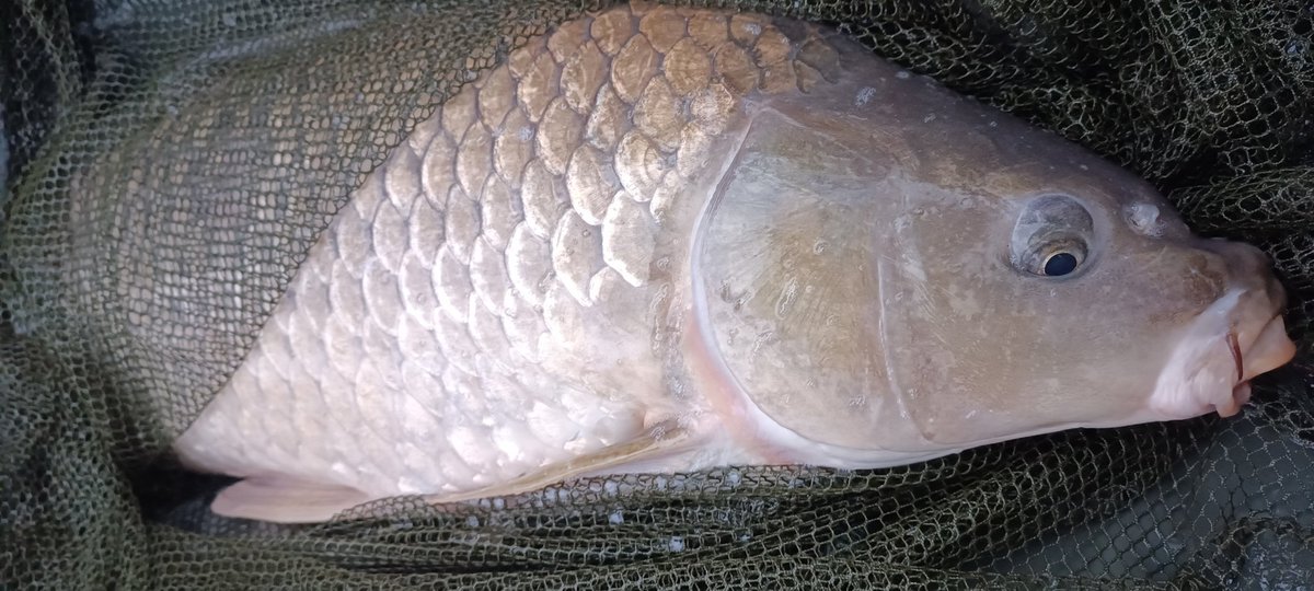 CarpSlo's tweet photo. Lovely 😁😁😁💪💪💪

#carp #carpfishing #fishing #fishinglife #angling #ribolov #slovenia https://t.co/MSXhiIV3Gf