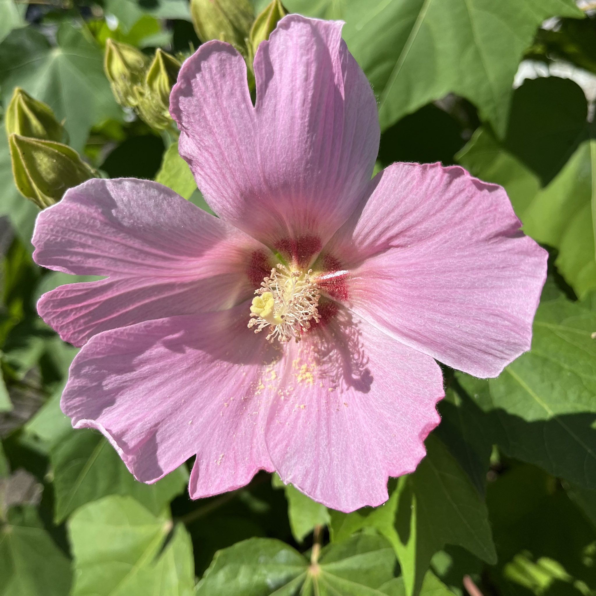 Masashi 近所に咲いている ピンク色の芙蓉と思われる花 Pink Flowers That Seem Like Hibiscus Mutabilis They Are Blooming In My Neighborhood 芙蓉 花 ピンク色の花 夏の 花 花が好き 8月 夏 Flower Blume Fleur Flora August Summer